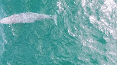 SHIPWRECKS EAST CAPE BCS MEXICO-2023: A Large White Whale Swimming In The Ocean