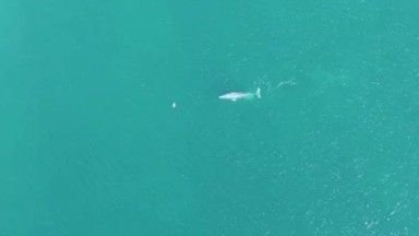 BUZZARDS BEACH EAST CAPE BCS MEXICO-2023: An Aerial View Of A Dolphin Swimming