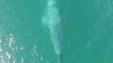BUZZARDS BEACH EAST CAPE BCS MEXICO-2023: An Aerial View Of A Humpback Whale In