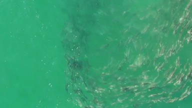 BUZZARDS BEACH EAST CAPE BCS MEXICO-2023: A Large Group Of Fish Swimming In The