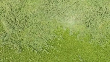 PUERTO LOS CABOS BEACH BCS MEXICO-2023: An Aerial View Of A Lush Green Field