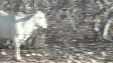 CABO PULMO BCS MEXICO-2023: White Cow Standing in a Grass Pasture