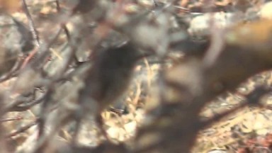 CABO PULMO BCS MEXICO-2023: Bird Perching on Tree Branch in Natural Setting