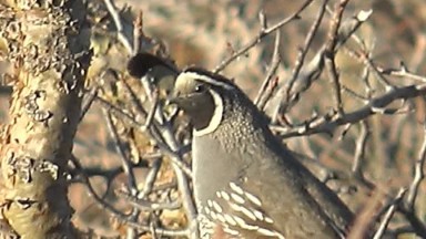 CABO PULMO BCS MEXICO-2023: Close-Up Of A Bird On A Tree Branch