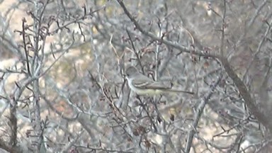 CABO PULMO BCS MEXICO-2023: A Bird Perching on a Tree Branch
