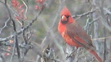 CABO PULMO BCS MEXICO-2023: Red Bird Perching on Tree Branch