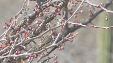 CABO PULMO BCS MEXICO-2023: A Small Bird Sitting On A Branch Of A Tree