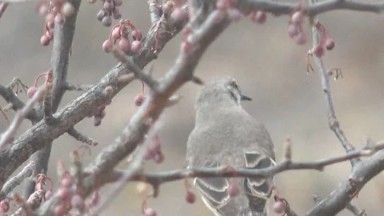 CABO PULMO BCS MEXICO-2023: Bird Perched on Tree Branch in Nature