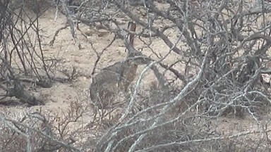 CABO PULMO BCS MEXICO-2023: Two Animals Standing in Dry Dirt