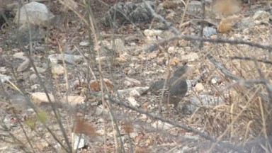 CABO PULMO BCS MEXICO-2023: A Bird Perching on a Branch in the Dirt