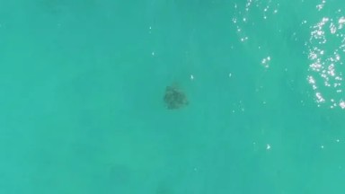 LA FORTUNA EAST CAPE BCS MEXICO-2023: A Sea Turtle Glides Through Clear Blue Waters