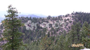 Boulder County Colorado, United States: Windy Bird Chirping Forest Valley