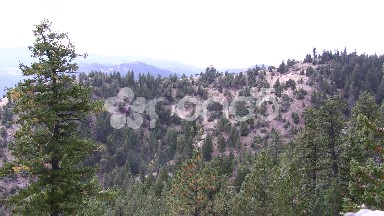 Windy Bird Chirping Forest Valley
