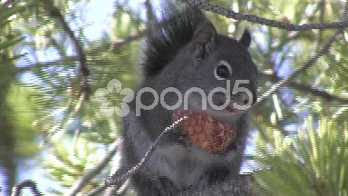 Squirrel Closeup in a Windy Pine Tree