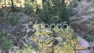 Aspen, Colorado: Quaking Fall Aspens Hiking Path