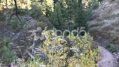 Quaking Fall Aspens Hiking Path