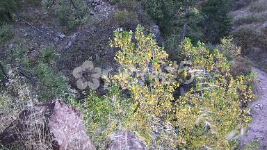 Quaking Fall Aspens Hiking Path