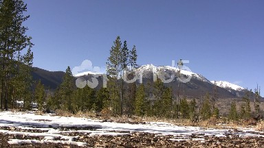 Windy Sunny Mountain Trees