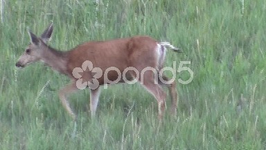 Doe Deer Feeding in Field