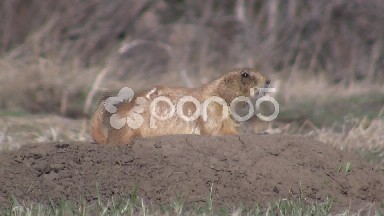 Barking Prairie Dog Defending the Nest