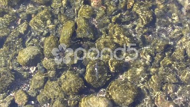 Algae Covered River Rocks