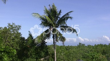 Calm with Palm Tropical Breeze