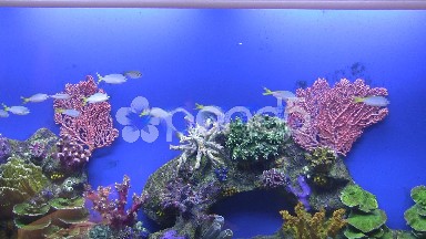 Keeping Fish Tank Alive