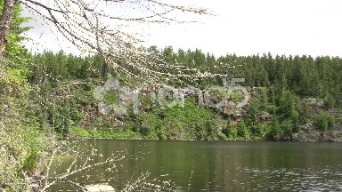White Bird Flying Looping Lake
