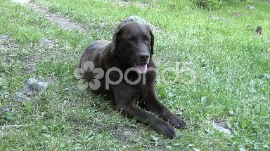 Brown Labrador Retriever Dog Panting
