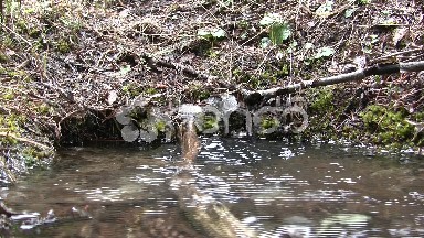 Bubbling Mountain Forest Natural Spring