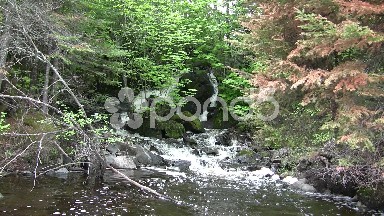 Pinetree Forest Waterfall Peaking View