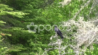 Raven Crow Bird Flapping on Tree