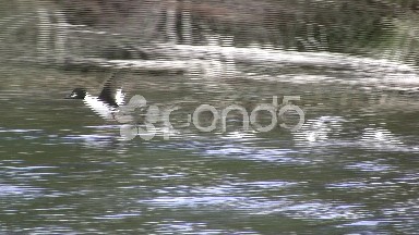 Duck Landing and Taking Off Flying Low