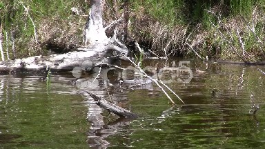 Duck Family Swimming in Lake Waters