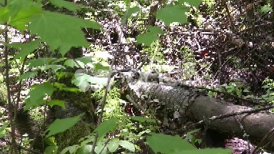 Grouse Navigating on Forest Floor
