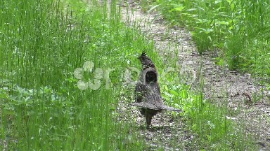 Grouse Walking on Trail with Chicks