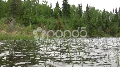 Sea of Reeds Waving in Wind Waves on a Lake