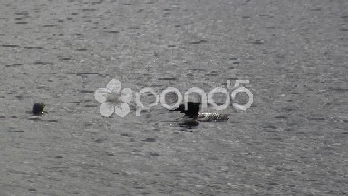 Loon Birds Swimming and Diving for Food