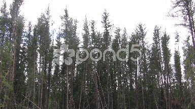Jack Pine Forest Swaying in the Wind