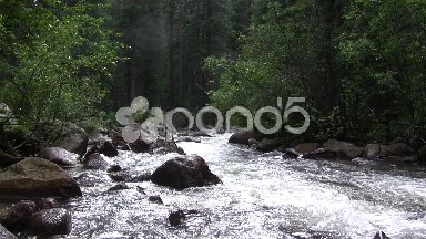 Viewing Overflow Forest Background