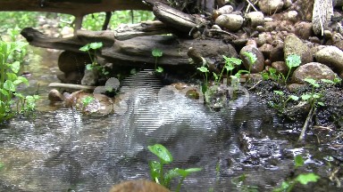 Water Popping Out from the Ground