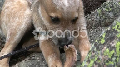 Dog Tied in the Trail