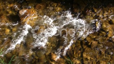 Water Waves