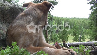 Dog Attacks a Bone