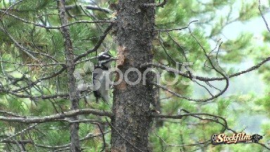 Bailey, Colorado, United States: Proud Woodpecker Tapping on Tree Trunk