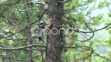 Proud Woodpecker Tapping on Tree Trunk