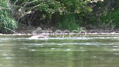 Ducks Eating Riverside