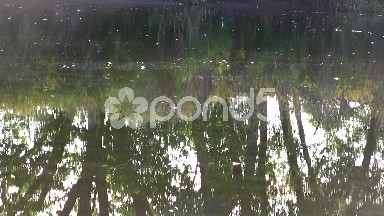 Water Bugs River Reflection