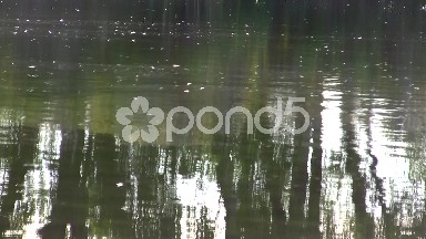Water Bugs on Slackwater