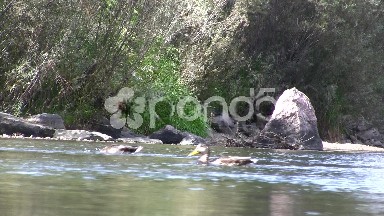 Ducks Feeding on a River